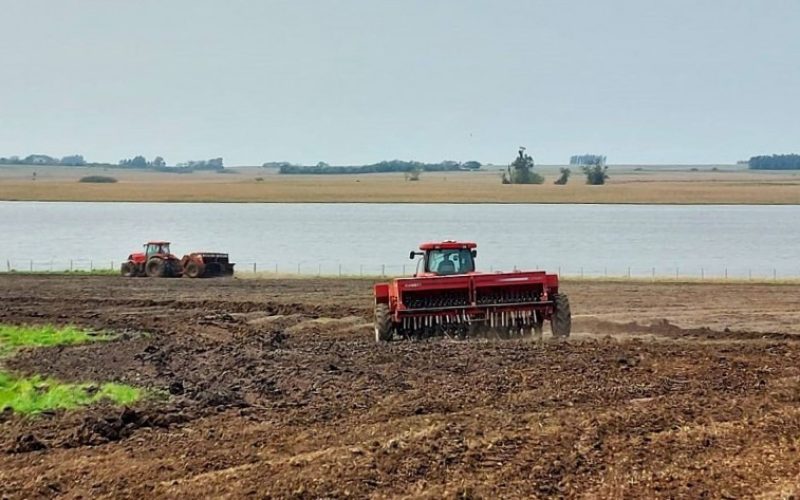 Plantio de arroz chega a 18,19% da área para 2025/26 no Rio Grande do Sul