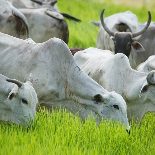 Preço do boi gordo encerra a semana com estabilidade