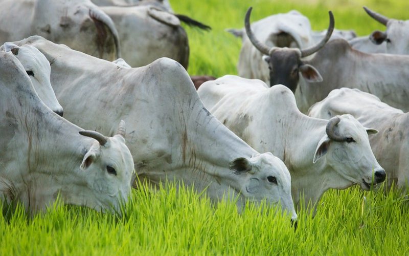 Preço do boi gordo encerra a semana com estabilidade