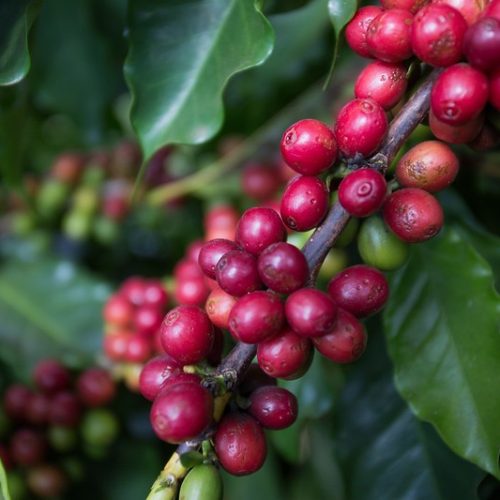 Café sobe em Nova York ainda impactado por aperto na oferta