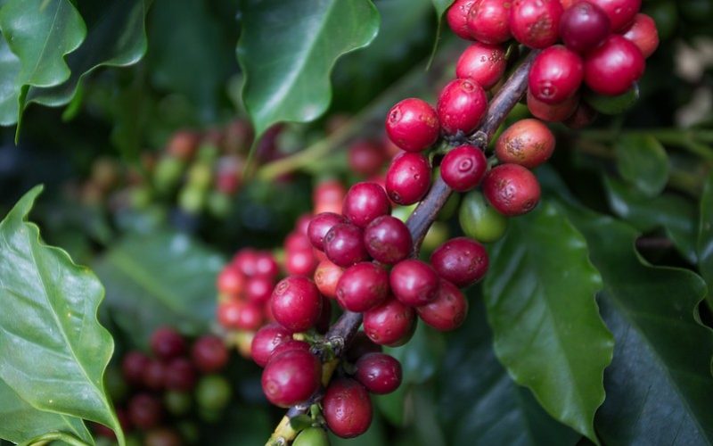 Café sobe em Nova York ainda impactado por aperto na oferta