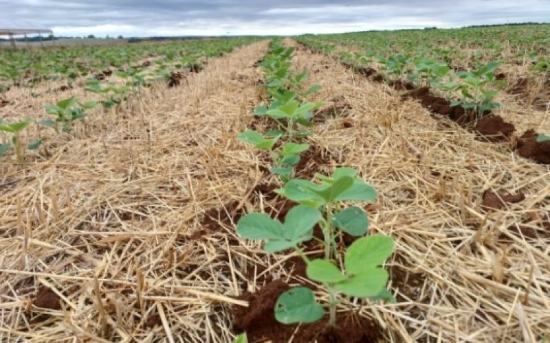 Preço da soja e a área de plantio devem ser reduzidos em MT e RS