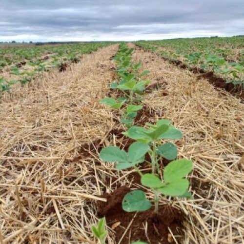 Retorno das chuvas favorece andamento do plantio de soja no RS