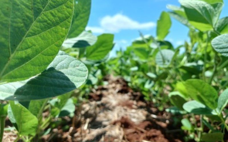 Empresas firmam acordo para lançar combinação de biotecnologias na soja