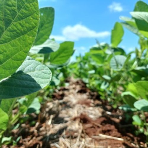 La Niña afeta lavouras, e consultorias já reduzem projeções para colheita de soja