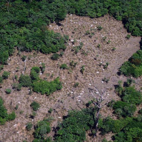 Banco do Brasil vai vedar crédito rural a área desmatada ilegalmente mesmo sem embargo ambiental
