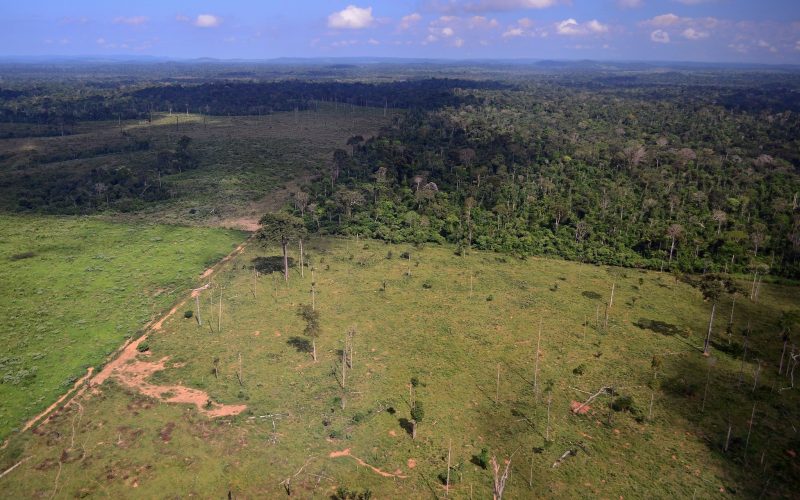 Pecuarista recebe multa de R$ 514 mil por desmatar Amazônia