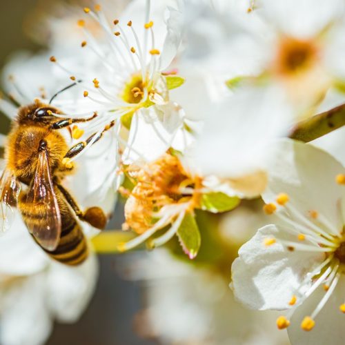 Você sabia que as flores ‘ouvem’ as abelhas? Entenda como a comunicação funciona