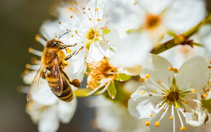 Você sabia que as flores ‘ouvem’ as abelhas? Entenda como a comunicação funciona