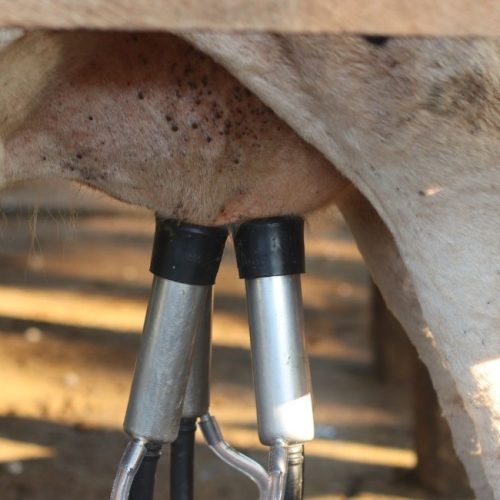 Quais são os tipos de ordenha? Entenda e veja qual sistema utilizar