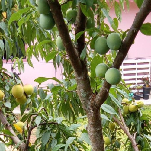 Árvore que dá ameixa e pêssego ao mesmo tempo viraliza nas redes; vídeo