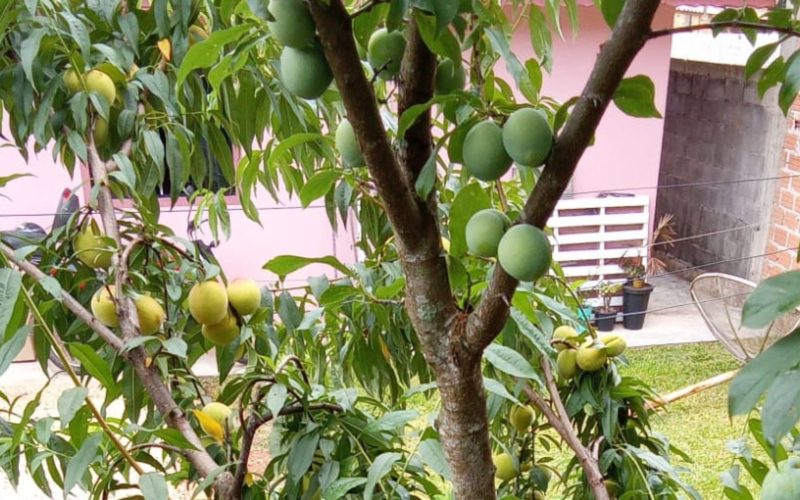 Árvore que dá ameixa e pêssego ao mesmo tempo viraliza nas redes; vídeo