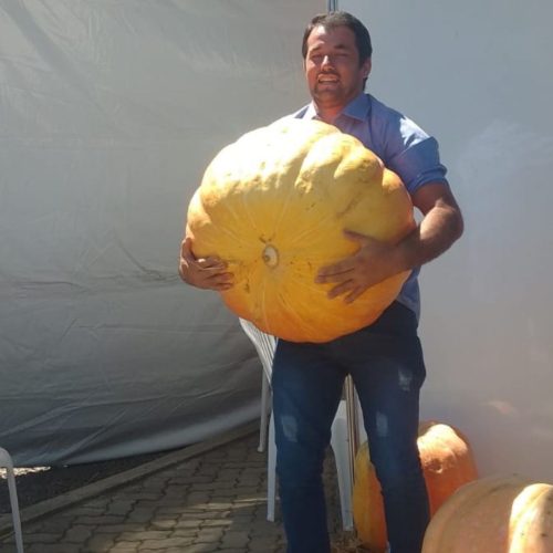 Produtor colhe abóbora gigante no RS, 20 vezes maior que as do supermercado