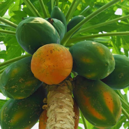 É possível ter mamões com e sem caroço no mesmo pé? GR Responde