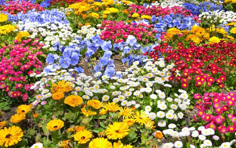 Floricultura brasileira volta a crescer após queda e fatura R$ 21,2 bilhões