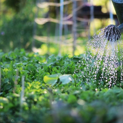 O que plantar em fevereiro? Veja os principais cultivos do mês