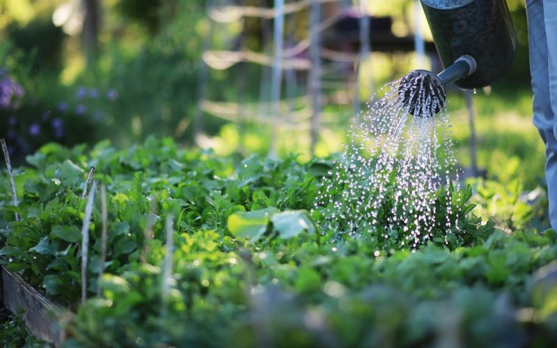 O que plantar em fevereiro? Veja os principais cultivos do mês