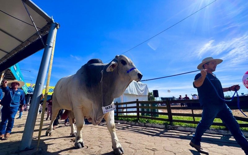 Touro mais pesado da Expointer é pela 1ª vez um zebu