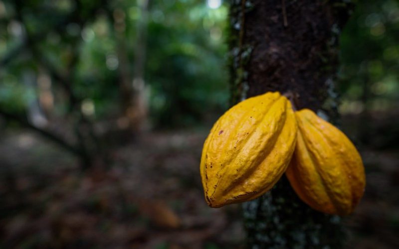 Cacau recua 5% em NY com cenário otimista para a produção na África