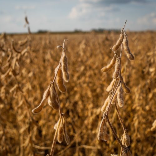Tradings estariam se preparando para abandonar Moratória da Soja