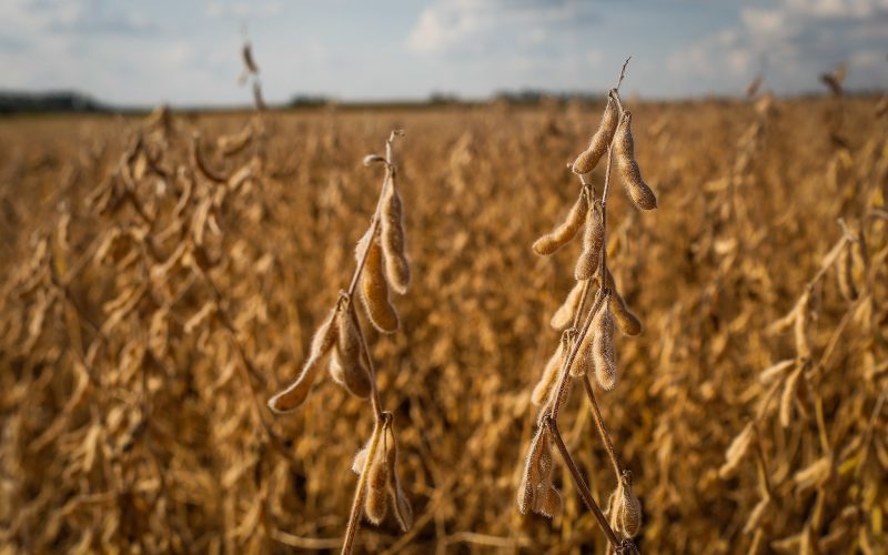 Lucro líquido da Terra Santa cresceu 51,1% no primeiro trimestre
