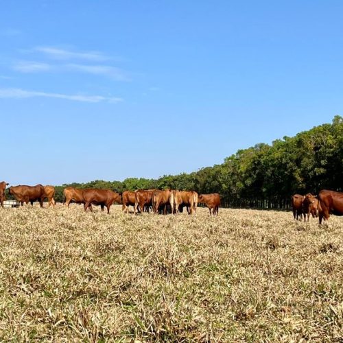Ministério do Meio Ambiente confirma abordagem para alocação de emissões dentro do Plano Clima