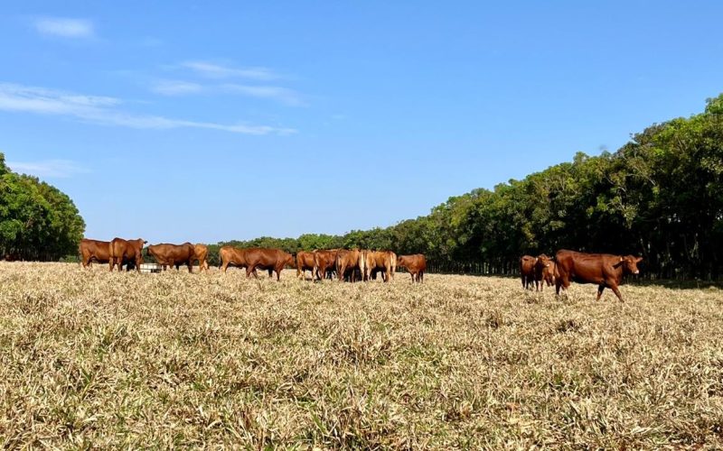 Ministério do Meio Ambiente confirma abordagem para alocação de emissões dentro do Plano Clima