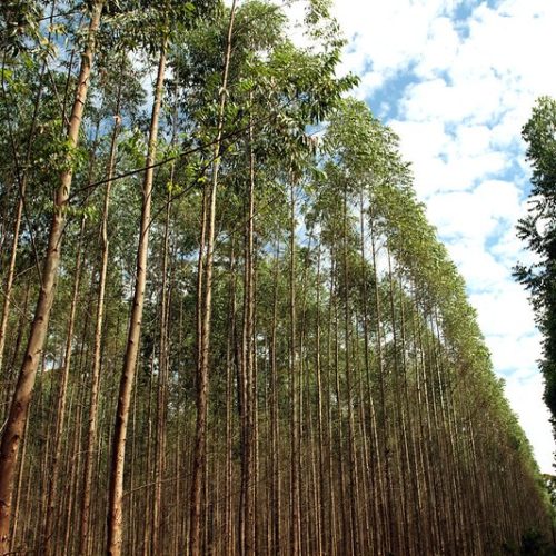 O que é silvicultura? Entenda como funciona o cultivo de floresta no Brasil