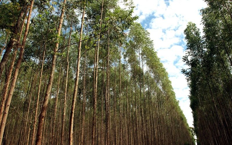 O que é silvicultura? Entenda como funciona o cultivo de floresta no Brasil