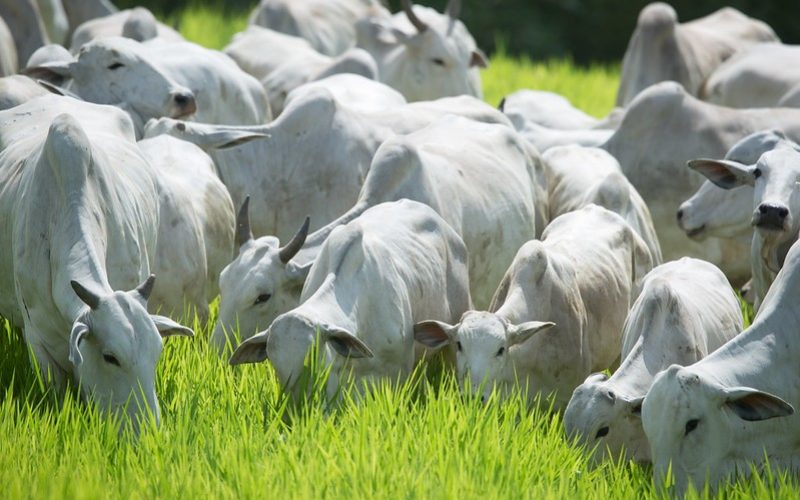 Preço do boi gordo encerra a semana com estabilidade e poucos negócios realizados