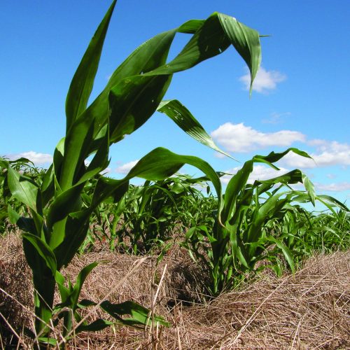 Empresas preveem relatórios sobre adesão à Taxonomia Sustentável