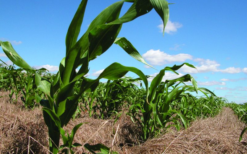 Empresas preveem relatórios sobre adesão à Taxonomia Sustentável