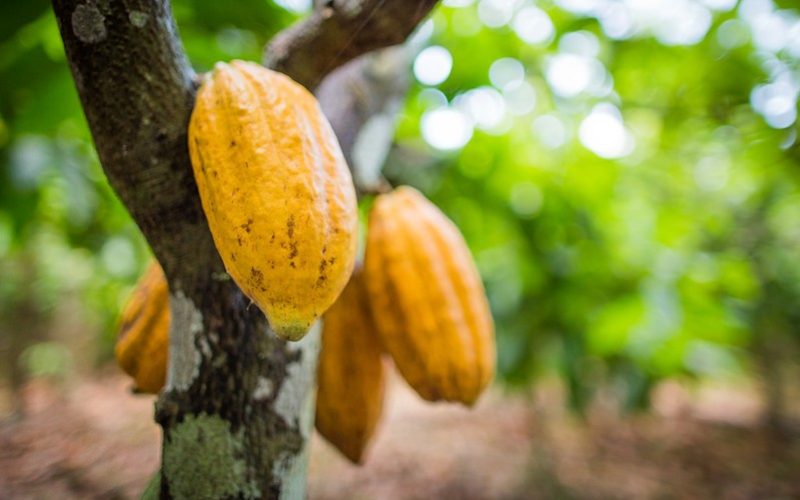 Com o cacau isento do tarifaço, indústria enxerga 2026 ‘menos desafiador’
