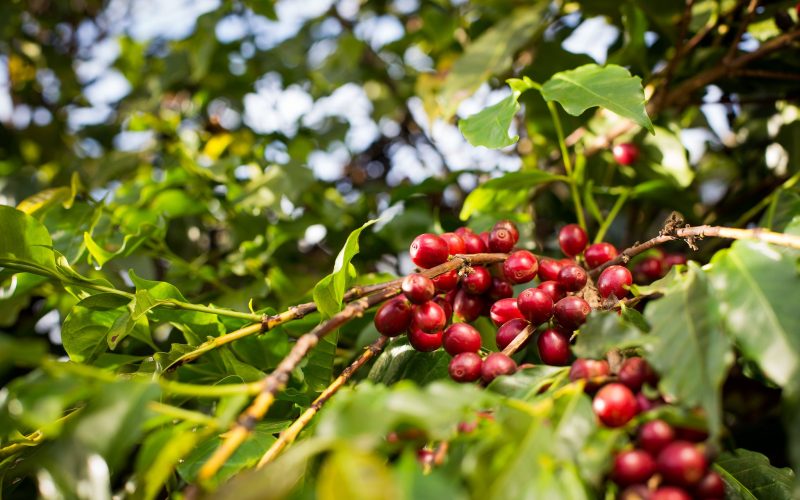 Preço do café arábica acumula queda de mais de 6% em maio