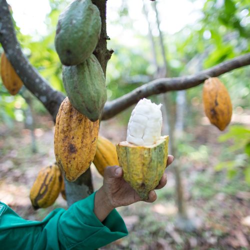 Cacau registra sétima queda consecutiva na bolsa de Nova York