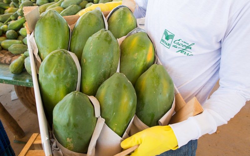 Preço do mamão volta a cair com demanda mais fraca