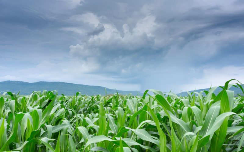 Clima adverso em áreas agrícolas favorece alta dos grãos em Chicago