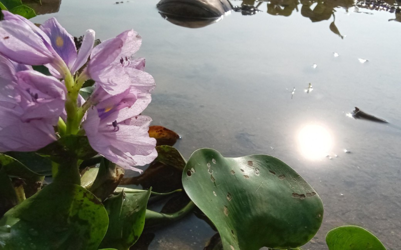 Conheça dez plantas aquáticas que ajudam a filtrar a água