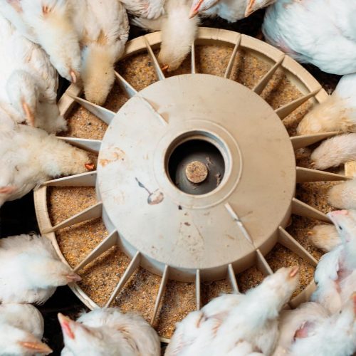 Avicultor paulista atinge poder de compra recorde para o farelo de soja