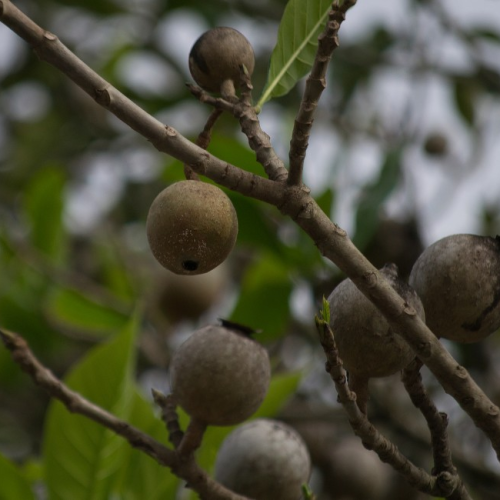 Plantas nativas do Nordeste são alvo de pesquisa para produção de fármacos e cosméticos