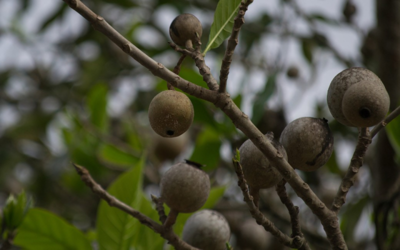 Plantas nativas do Nordeste são alvo de pesquisa para produção de fármacos e cosméticos