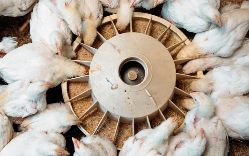 Poder de compra do avicultor paulista volta a cair