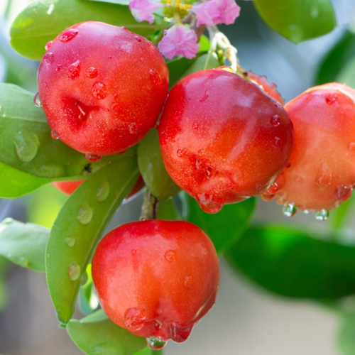 Capital da acerola enfrenta safra desafiadora com estiagem e consumo em queda