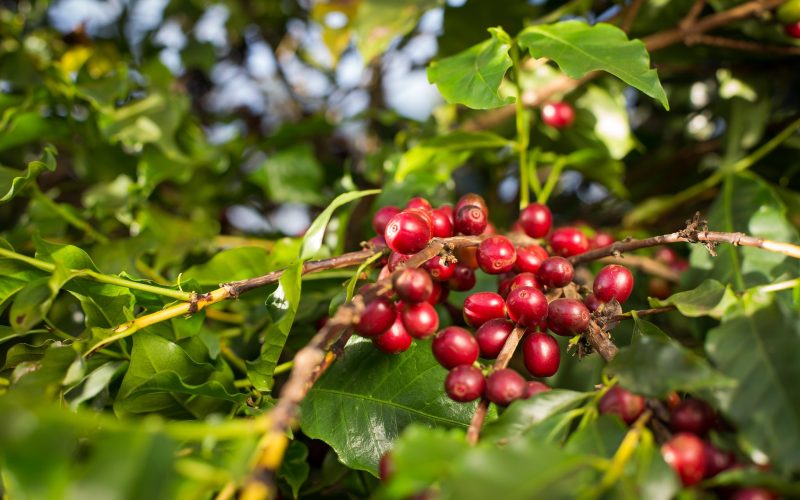 Expectativa com safra de café no Brasil derruba preço do grão em NY