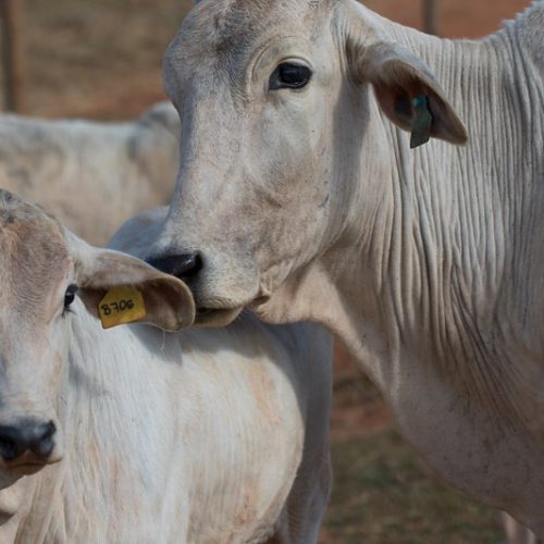 Oferta de gado deve começar a se reduzir em 2026, prevê consultoria