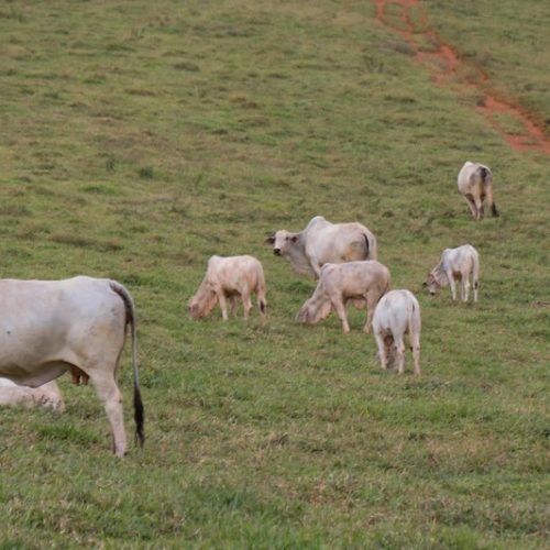 Boi gordo encerra a semana estável em São Paulo