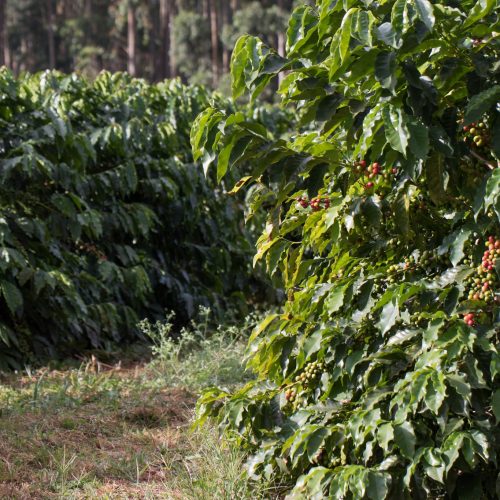 Projeto busca restaurar pequenas propriedades de café em MG