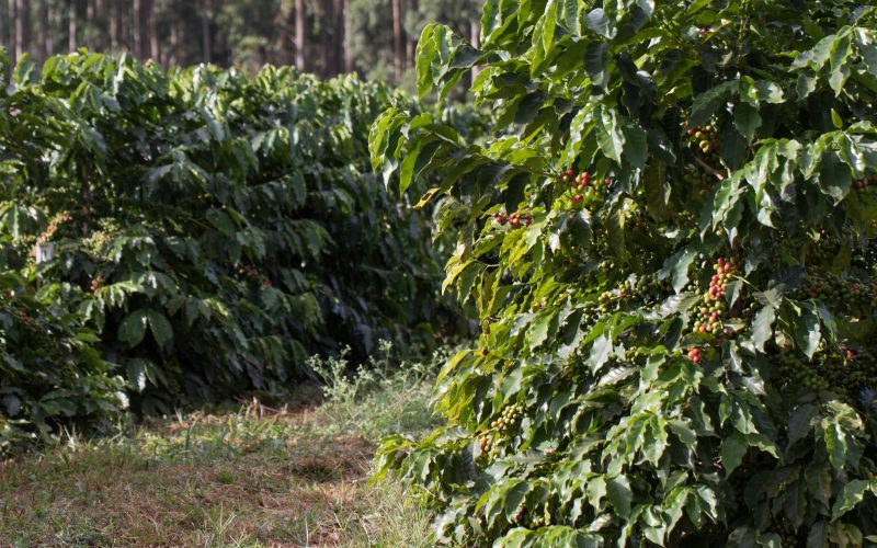 Projeto busca restaurar pequenas propriedades de café em MG