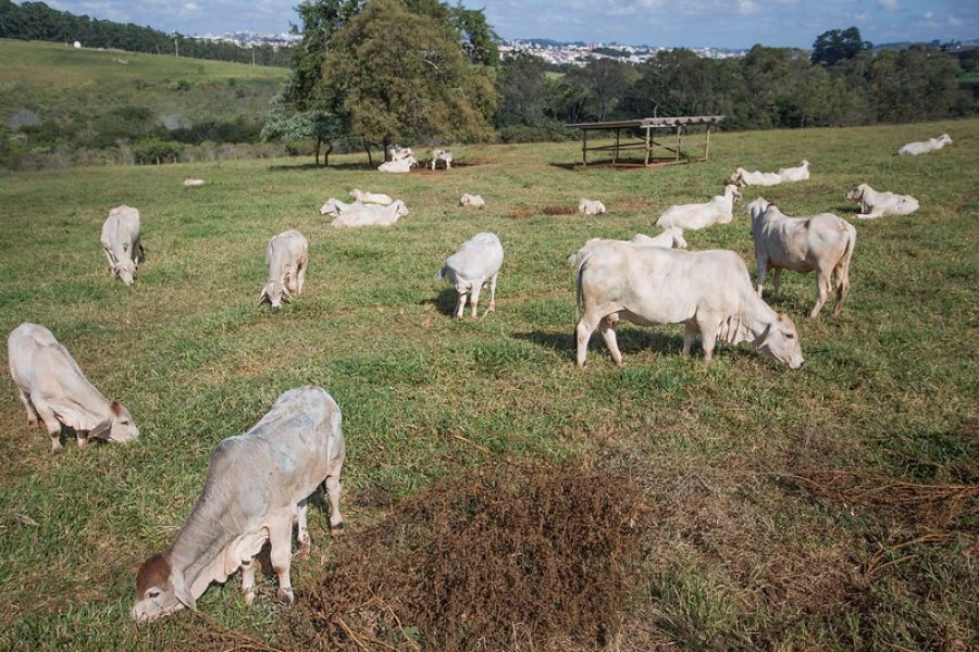 Preço do boi gordo sobe para R$ 330 a arroba no Estado de São Paulo