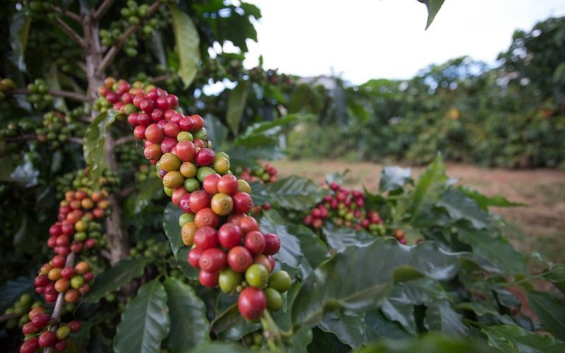 Colheita de café na Alta Mogiana termina com quebra de produtividade